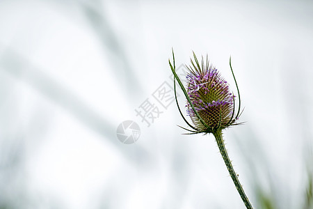 Teasel 花瓶复制空间图片