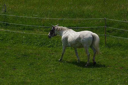 白马站在草地和绿草地上图片