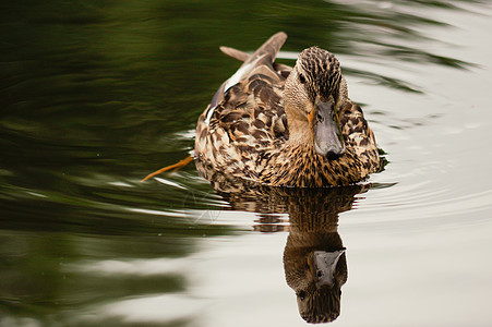 在池塘里游棕鸭子 仍然浮在水面上 水有暗影和反射嘎嘎食草家畜水坑流感公园宠物农场女性野生动物图片