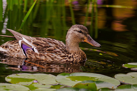在池塘里游棕鸭子 仍然浮在水面上 水有暗影和反射宠物橙子荒野流感脊椎动物翅膀公园水池家禽动物群图片