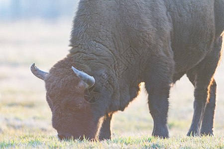 牛风景国家水牛男性毛皮野生动物灭绝旅游公园森林图片