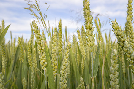 小麦农场种子季节收成金子生长玉米土地面包植物图片