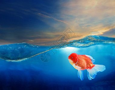 天空之鱼素材清水下金金鱼背景