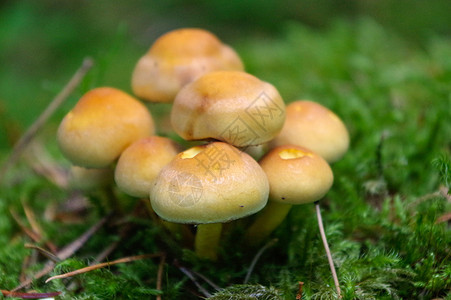 在森林中生长的树脂生物 也称为泽西牛奶蘑菇或牛肉植物学季节奶牛松树水果菌类草地身体食用菌植物图片