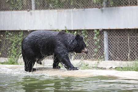 熊从动物园的水池中走出来图片