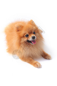 罗马犬全身动物毛皮宠物哺乳动物身体棕色婴儿公园犬类图片