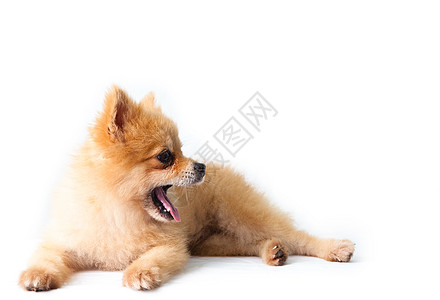 罗马犬毛皮身体公园全身犬类动物宠物婴儿哺乳动物棕色图片