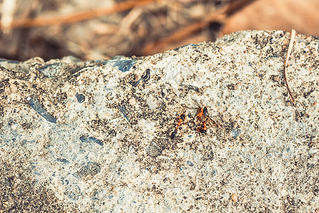 工作时的蚂蚁将食物作为背景团队合作的概念图片