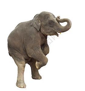 小象大象小孩 玩举起前腿表演伊索拉图片