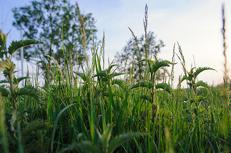 野外的织物厂绿色植物群草本植物水平荨麻疼痛草原荒野荨麻疹植物图片