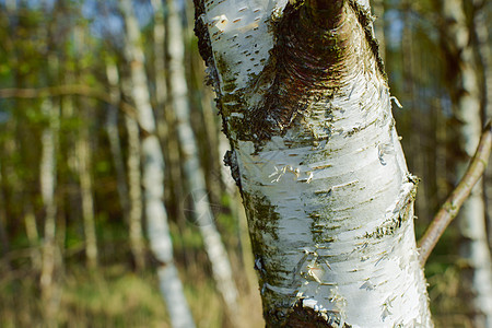 Birch 树桦木乡村白色树干阳光环境季节黑色森林绿色图片