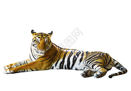 印度支那老虎脸部与 R 相伴的白种孤立背景图片