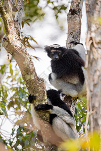 树上有黑色和白色的勒穆尔因德里杂技眼睛毛皮动物群演员公园原始人动物荒野哺乳动物图片
