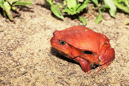 大红番茄青蛙 双立方公鸡Antongilii雨林动物群叶子热带气候两栖警告危险橙子宠物图片