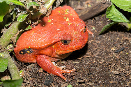 大红番茄青蛙 双立方公鸡Antongilii玻璃容器雨林气候危险荒野蓝色热带毒液橙子图片