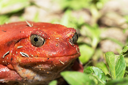 大红番茄青蛙 双立方公鸡Antongilii动物警告热带毒液宏观情调气候宠物蓝色眼睛图片
