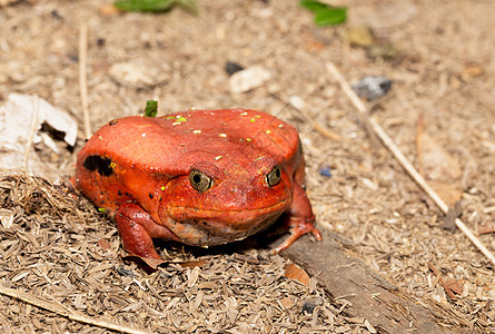 大红番茄青蛙 双立方公鸡Antongilii野生动物雨林濒危容器宏观动物气候蓝色警告危险图片