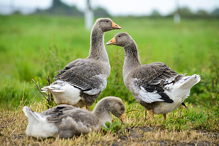 基数灰色鸭子食物农业婴儿黄色家禽团体野生动物绿色图片