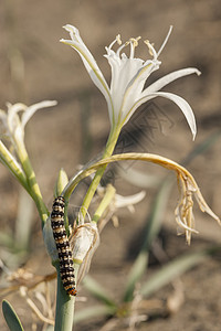 海花草上的小毛毛虫蛀虫植物黑色百合宏观水仙花拱门季节毛虫球状图片