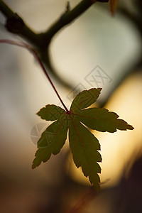 秋季自然详细细节棕色黄色橙子红色植物公园叶子季节季节性衬套图片