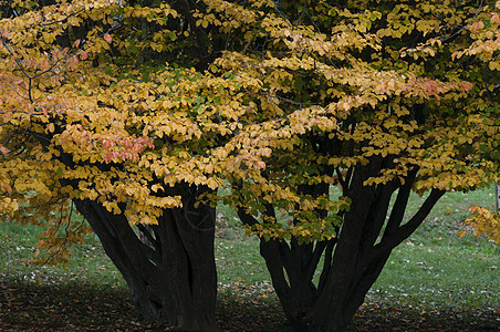 秋季自然详细细节橙子衬套公园棕色叶子季节黄色植物季节性红色图片
