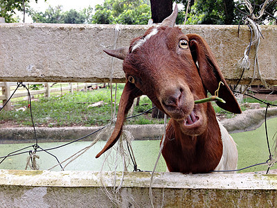 山羊农场棕色山羊场地乡村草地谷仓动物男性绿色农业哺乳动物家畜图片