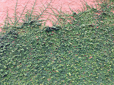 魔术贴绿色植物攀爬红墙背景花园水泥金属衣扣房子植物建筑学石头建筑叶子图片