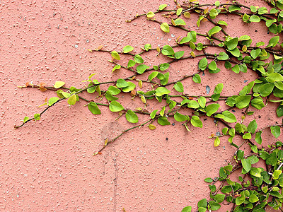 魔术贴绿色植物攀爬红墙背景植物水泥叶子建筑学花园建筑衣扣石头房子金属图片
