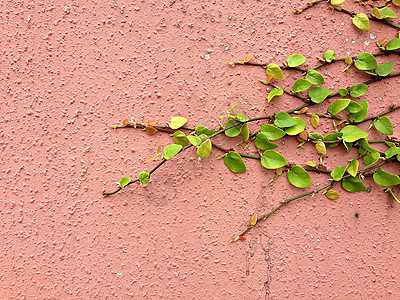 魔术贴绿色植物攀爬红墙背景叶子衣扣建筑建筑学植物石头金属房子水泥花园图片