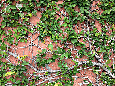 魔术贴绿色植物攀爬红墙背景房子植物叶子建筑衣扣水泥石头金属建筑学花园图片