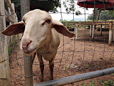 山羊农场棕色山羊绿色乡村白色动物头发家畜草地谷仓男性农业图片