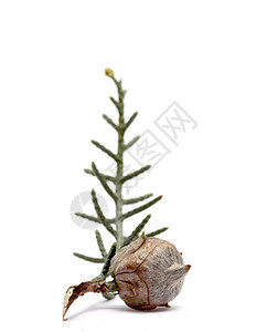 一棵常绿针叶树的锥体在惠特白色云杉柏油装饰品庆典宏观植物群松果棕色针叶图片