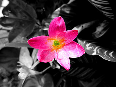 深色背景的粉红色花朵图片