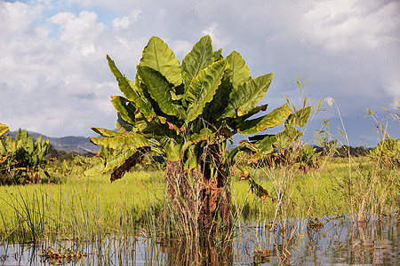 马达加斯加传统河流地貌图环境国家天空荒野旅行保护晴天地标异国蓝色图片
