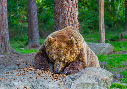 棕熊哺乳动物动物捕食者食肉荒野危险毛皮棕色森林图片