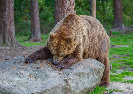 棕熊荒野动物哺乳动物食肉危险毛皮棕色捕食者森林图片
