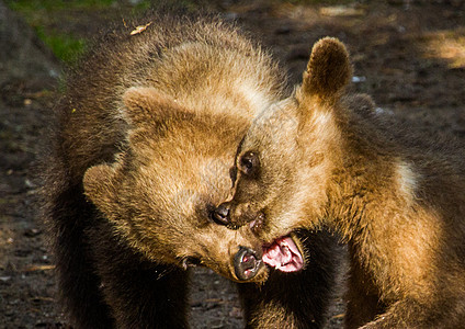 棕熊毛皮捕食者哺乳动物食肉动物危险荒野棕色森林图片