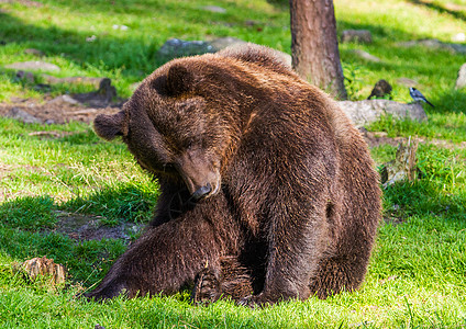 棕熊动物毛皮森林哺乳动物荒野捕食者危险棕色食肉图片