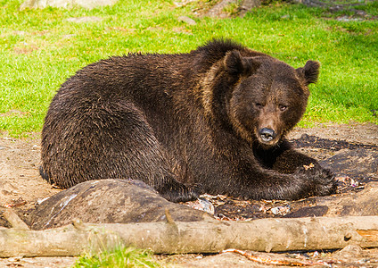 棕熊捕食者棕色哺乳动物食肉荒野危险毛皮动物森林图片