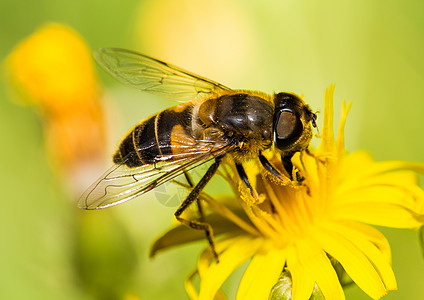 昆虫宏昆虫动物花粉蜂蜜野生动物翅膀花蜜背景图片