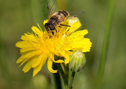 昆虫宏花蜜昆虫翅膀野生动物蜂蜜动物花粉背景图片
