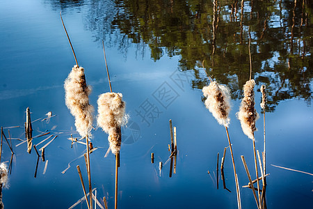 青草香蒲芦苇沼泽冰柱反射湿地背景图片