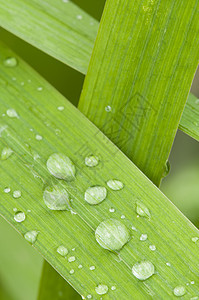 在绿草叶上掉落的雨滴图片