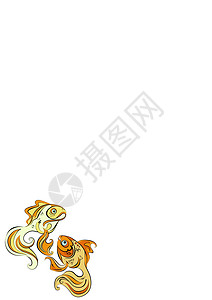 两条程式化的金鱼在白色背景上的插图女性鳍状鲫鱼游泳大眼睛淡水男性动物金子鲤鱼图片