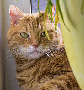 红猫红色猫特端虎斑晶须小猫鼻子耳朵毛皮动物猫科头发猫咪图片