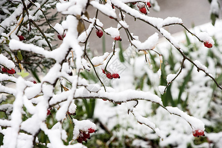 第一雪下的青树绿叶 下第一个雪花园季节叶子植物冻结衬套天空雪花天气收成图片