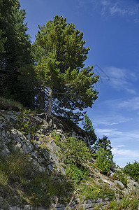 岩石山和公路上的绿林空气松树石头路面风景爬坡岩石天空蓝色森林图片