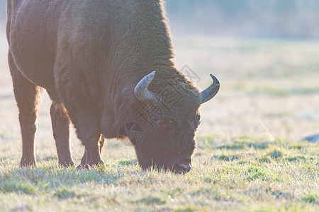 牛喇叭男性旅游国家水牛野牛奶牛森林风景哺乳动物图片