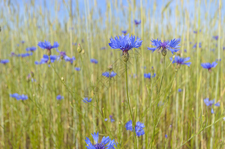 花朵花瓣蓝色草地植物群植物天空宏观场地花园叶子图片