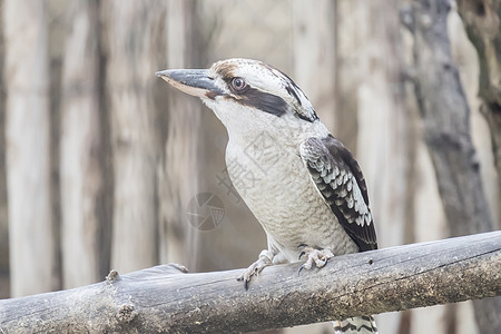 Dacelo 诺瓦基内埃 笑笑的kookaburra荒野森林翠鸟野生动物动物群翅膀动物尾巴鸟类栖息图片